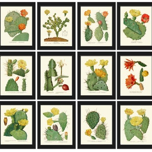 Cactus Botanical Wall Decor Art Set of 12 Prints Beautiful Antique Vintage Tropical Cactuses Plants Flowers Garden Home  Decor to Frame ME