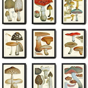 Vintage Mushroom Botanical Wall Art Set of 9 Prints Beautiful Antique Kitchen Dining Room Forest  Nature Rustic Home Decor to Frame EDM