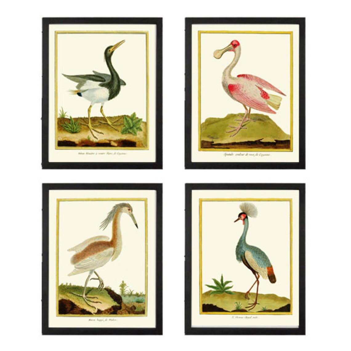 Bird Wall Art Print Set of 4 Prints Beautiful Antique Great Blue Heron ...