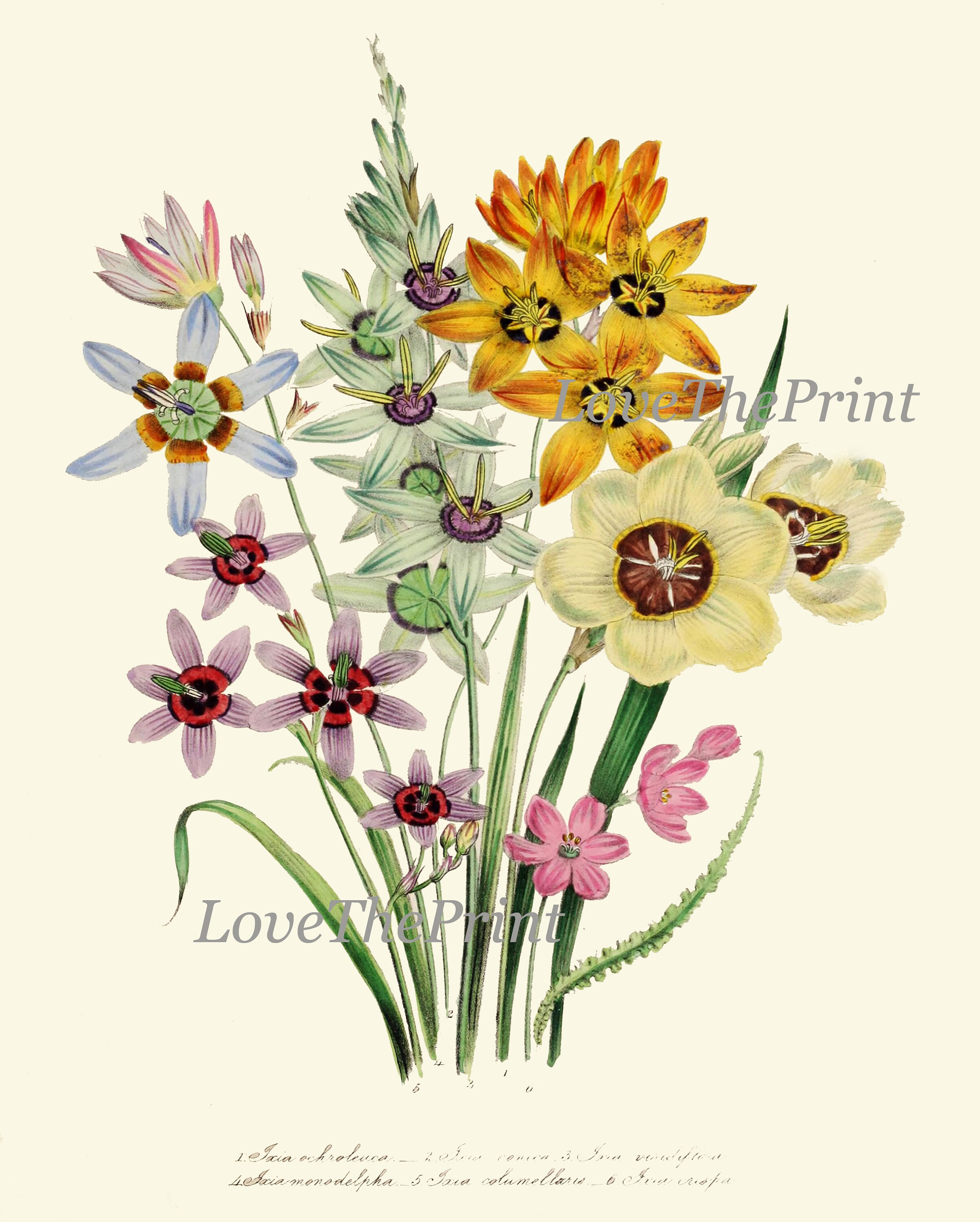 Wildflowers Botanical Wall Art Set of 9 Prints Beautiful Vintage ...