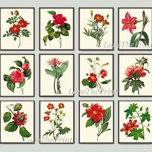 Red Flowers Botanical Wall Art Set of 12 Prints Beautiful Antique Vintage Peony Roses Camellia Nasturtium Dining Room Home Decor to Frame RE