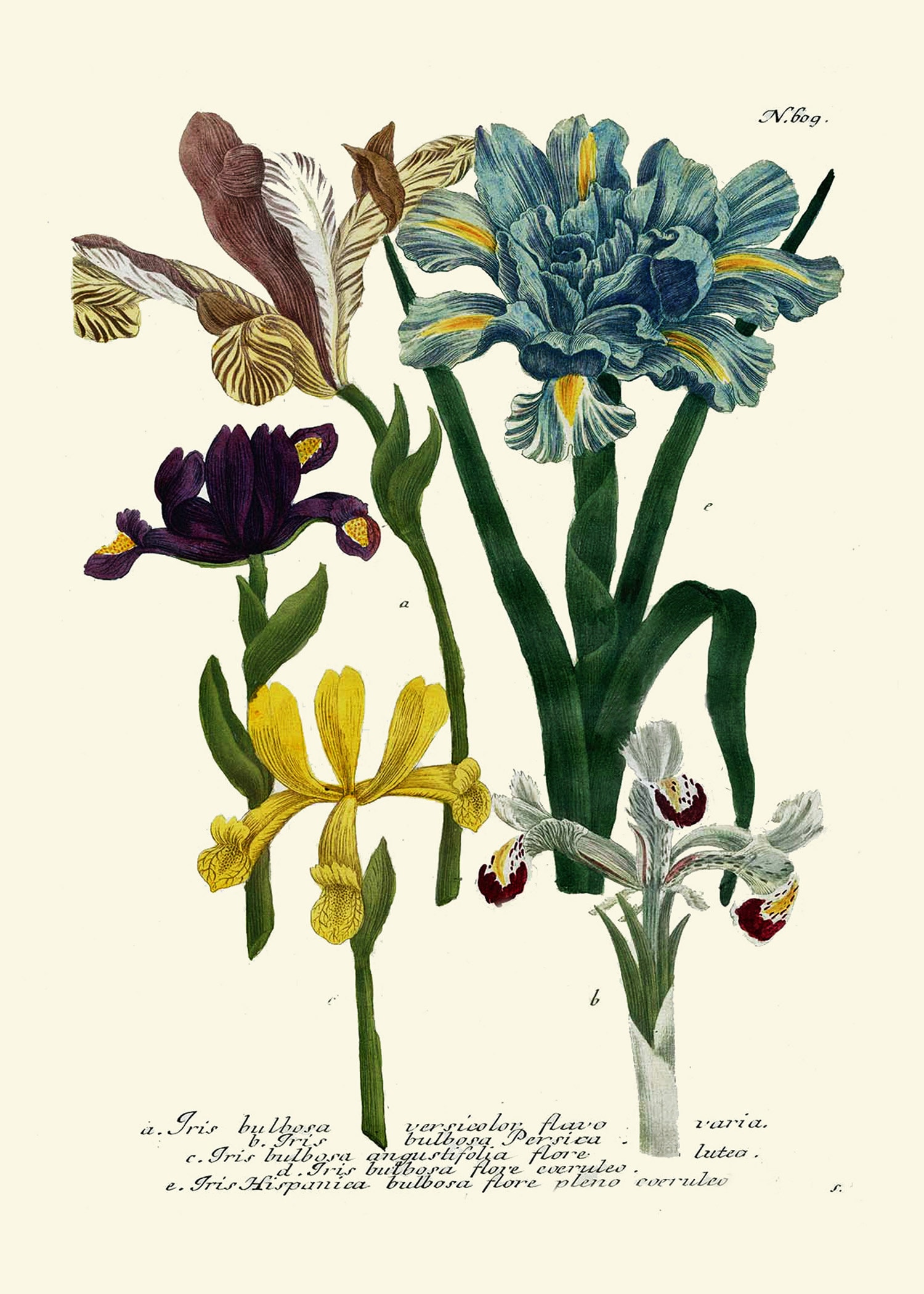Iris and Tulip Botanical Print Set of 4 Prints Beautiful Antique Wall ...