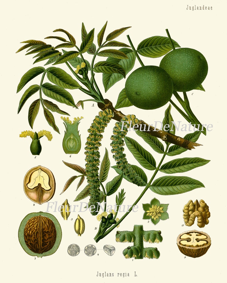Herbs and Spices Print Set Botanical Wall Art of 9 Prints Beautiful ...