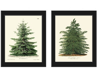 Kerst Pine Tree Botanische Prints Wall Art Set van 2 Prachtige Antieke Vintage Pinetrees Forest Green Outdoor Nature Decor om CHT in te kaderen