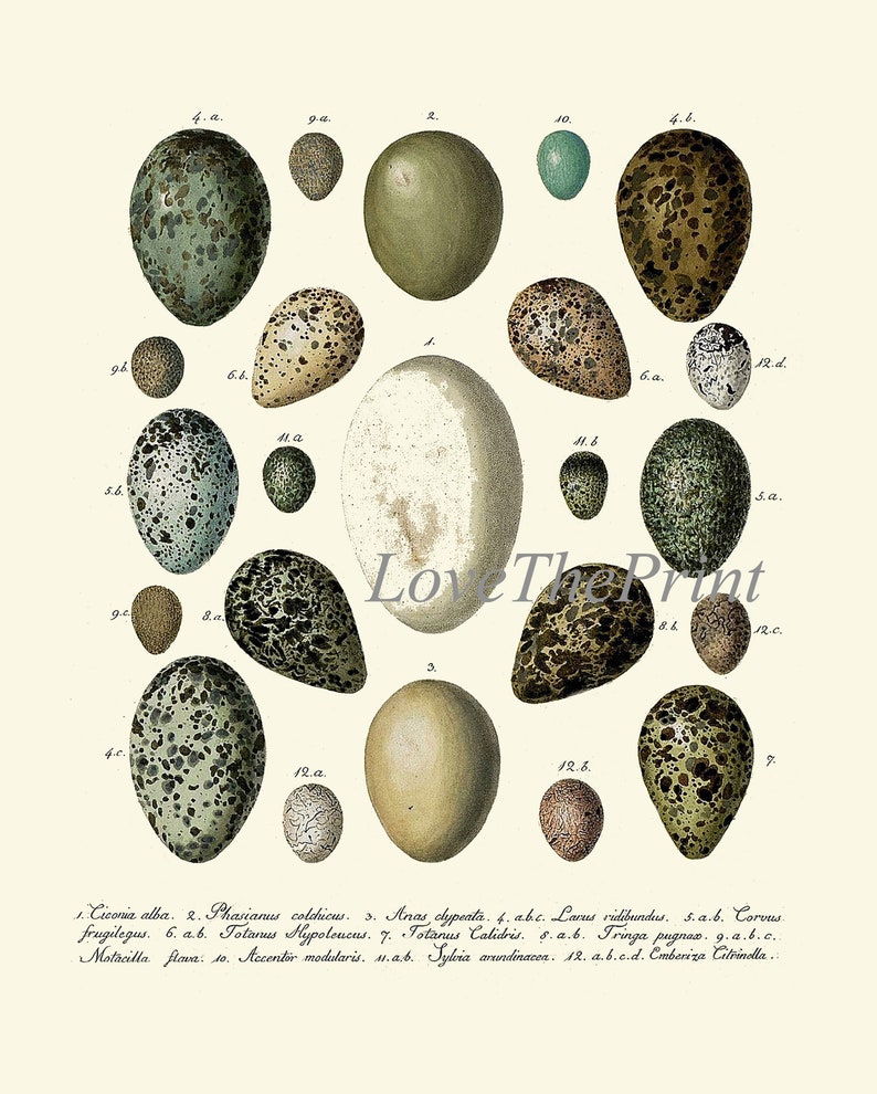 Vintage Bird Eggs Wall Art Print Set of 6 Beautiful Antique Etsy