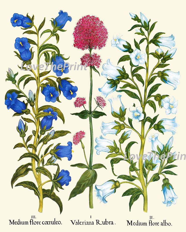 Blue Pink Flowers Botanical Wall Art Set of 6 Prints Beautiful Vintage ...