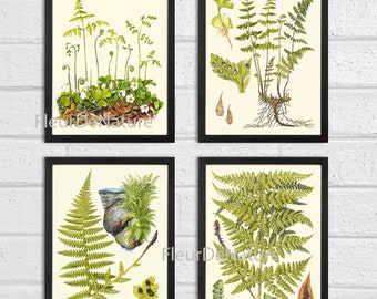 Vintage Green Fern Prints Wall Art Set of 4 Beautiful Antique Dining Room Kitchen Bedroom Hallway Fireplace Cabin Home Decor to Frame LIN