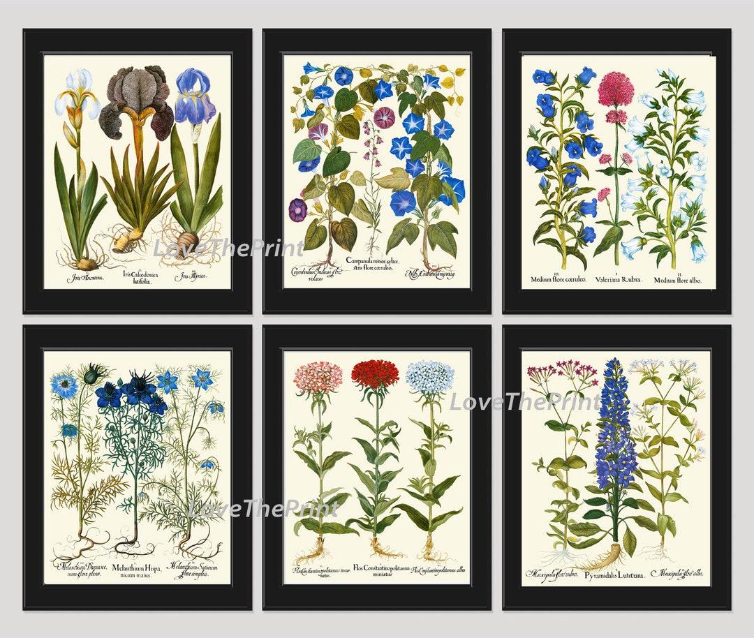 Blue Pink Flowers Botanical Wall Art Set of 6 Prints Beautiful Vintage ...