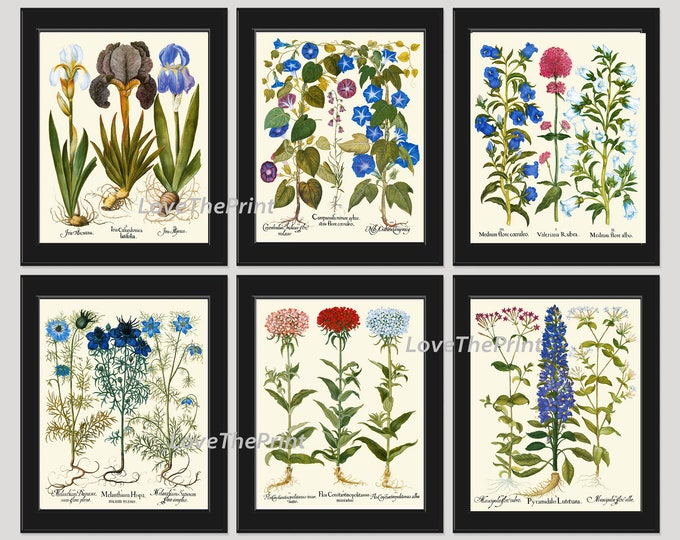 Botanical Flower Print Set of 9 Besler 8x10 Art Beautiful Blue White ...