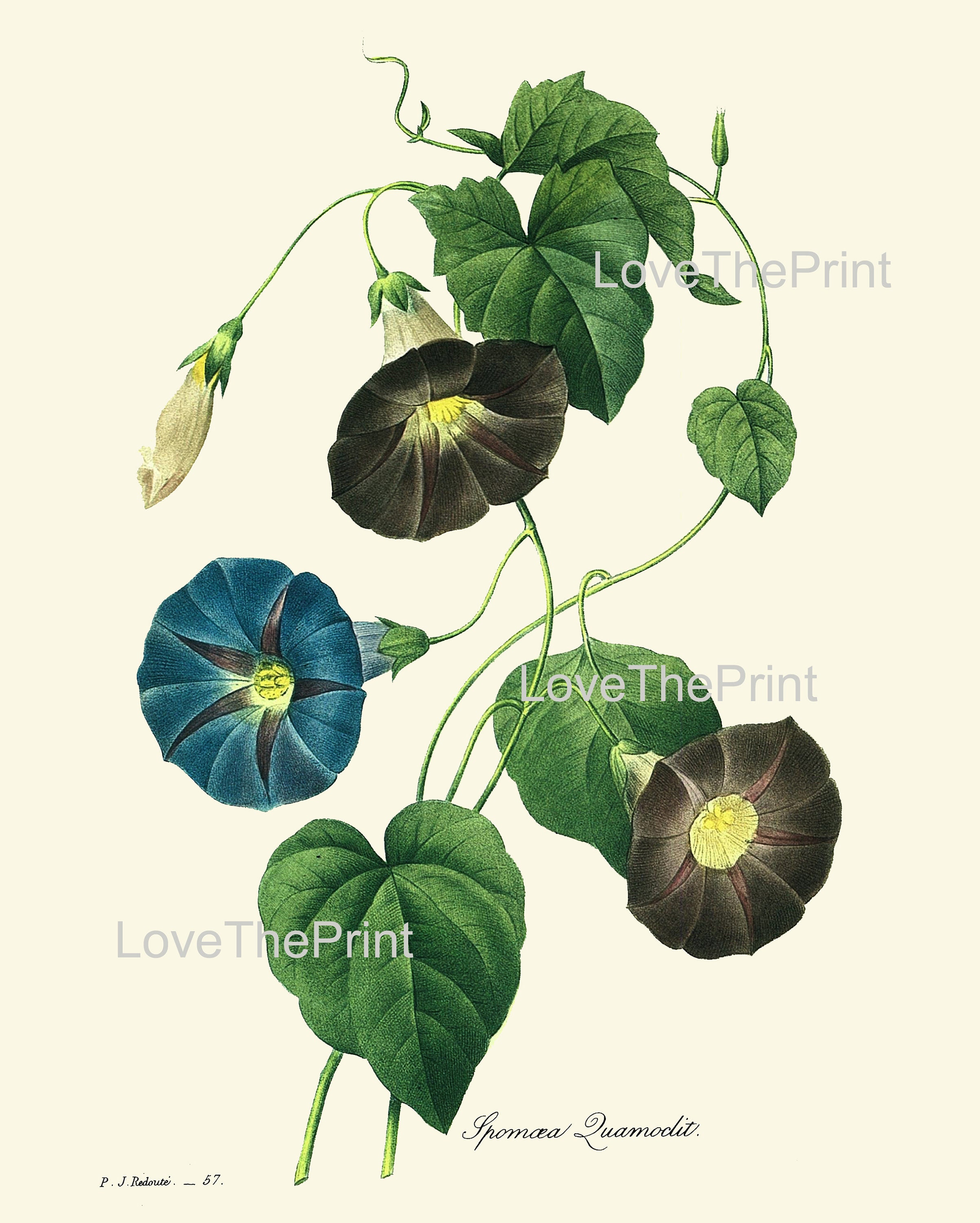 Blue Flowers Botanical Wall Art Set of 4 Prints Beautiful Vintage ...