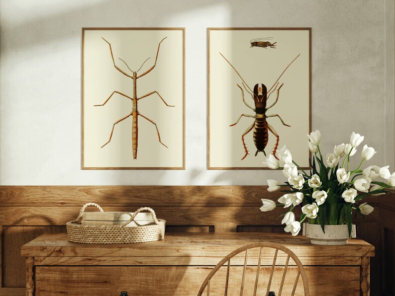 Walking Stick Insect Wall Art Print Set of 2 Vintage Antique Beetle Bug ...