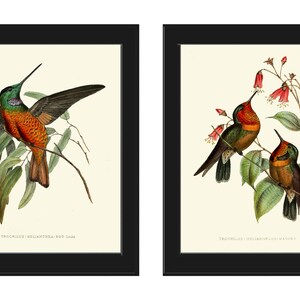 Puede incluir: Dos impresiones enmarcadas de colibríes con plumaje verde, naranja y rojo posados ​​en ramas con hojas verdes. Las impresiones se titulan "Trochilus Bellamartae" y "Trochilus Bellamartae Var."