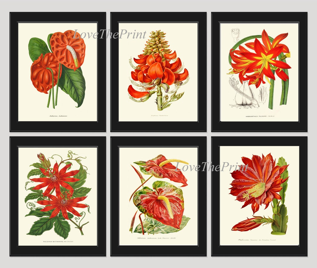 Red Flowers Botanical Pint Set of 6 Wall Art Amaryllis Passion Flower ...
