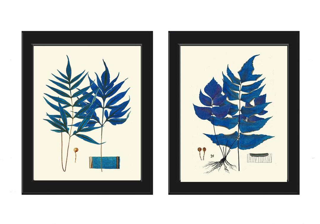 Blue Fern Prints Wall Art Set of 2 Beautiful Botanical Antique Vintage ...