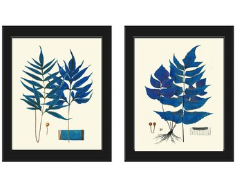 Blue Fern Prints Wall Art Set of 2 Beautiful Botanical Antique Vintage Cottage Farmhouse Cabin Forest Outdoor Nature Home Decor to Frame HWB