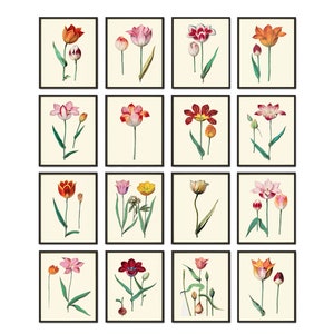 Tulip Botanical Wall Art Home Decor Set of 16 Prints Beautiful Vintage Colorful Tulips Plants Flowers Interior Design Designer to Frame ABD