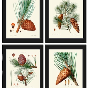 Botanical Prints Pinecone Pine Tree Conifer Cone Wall Art Set of 4 Beautiful Antique Vintage Farmhouse Forest Nature Decor to Frame TDA