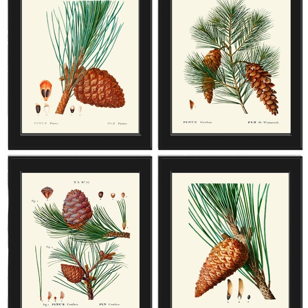 Botanical Prints Pinecone Pine Tree Conifer Cone Wall Art Set of 4 Beautiful Antique Vintage Farmhouse Forest Nature Decor to Frame TDA