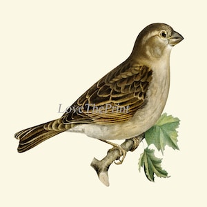 Bird Wall Art Set of 12 Prints Beautiful Antique Vintage Songbirds Bird ...