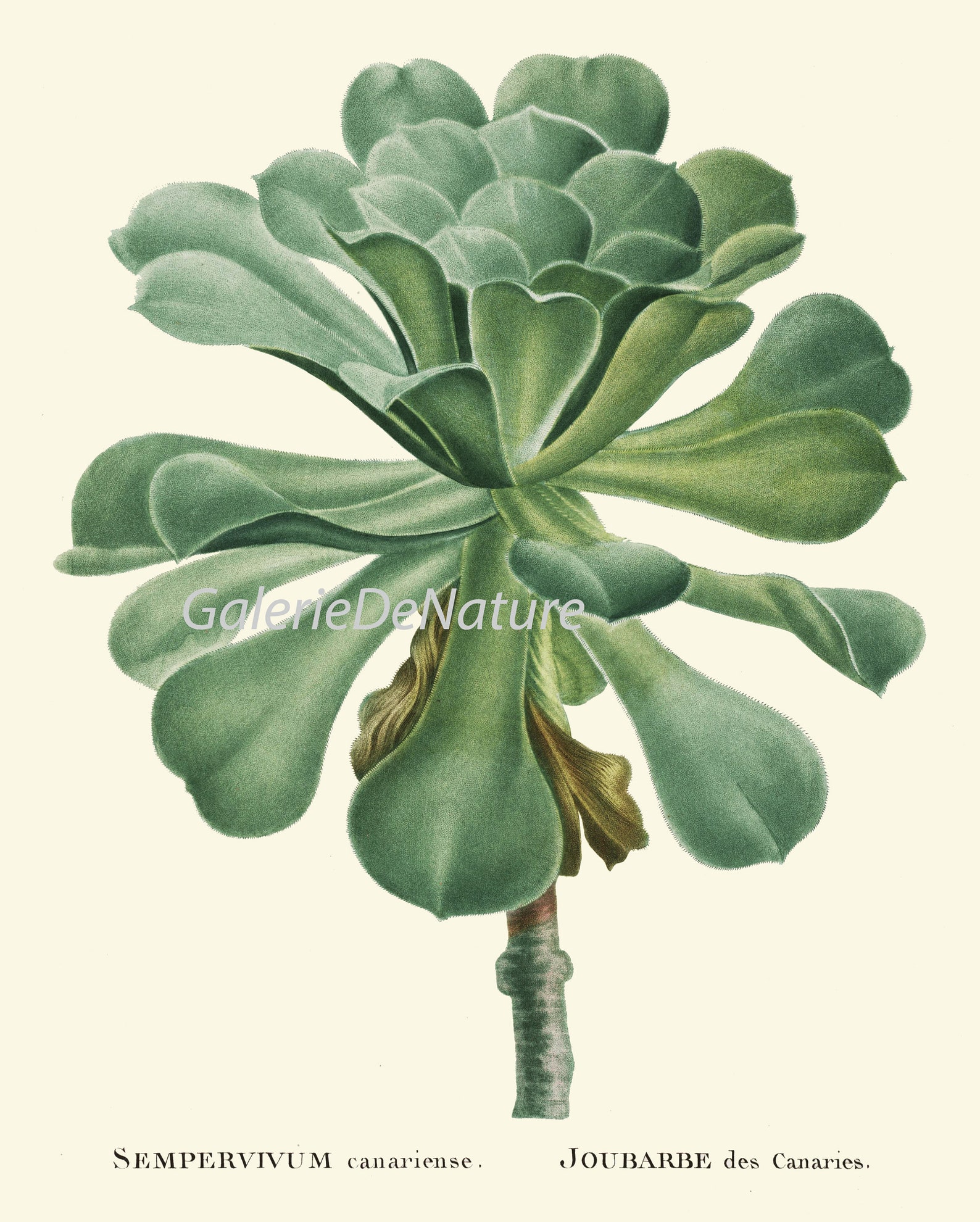 Tropical Botanical Wall Decor Art Set of 12 Prints Beautiful Antique ...