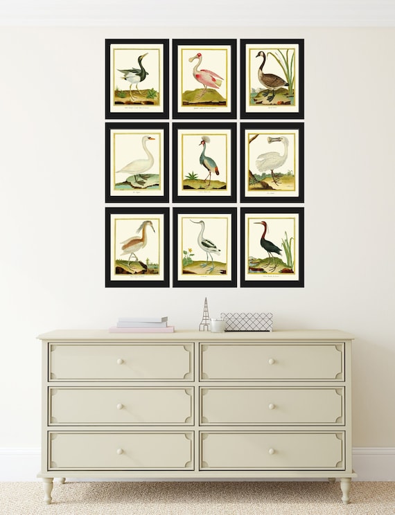 Bird Wall Art Print Set of 9 Prints Beautiful Antique Great Etsy