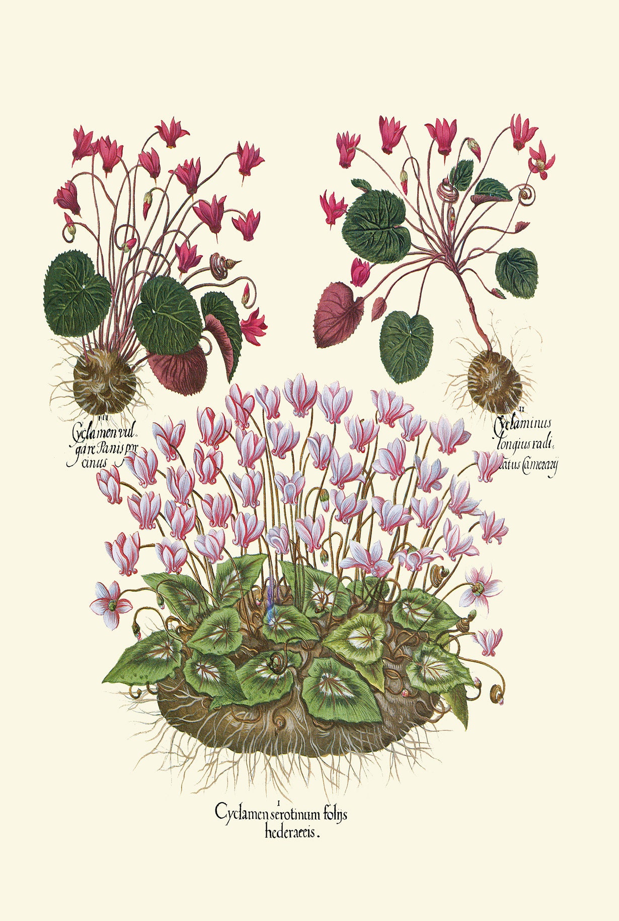 Botanical Prints Wall Art Decor Set of 4 Beautiful Antique Vintage ...