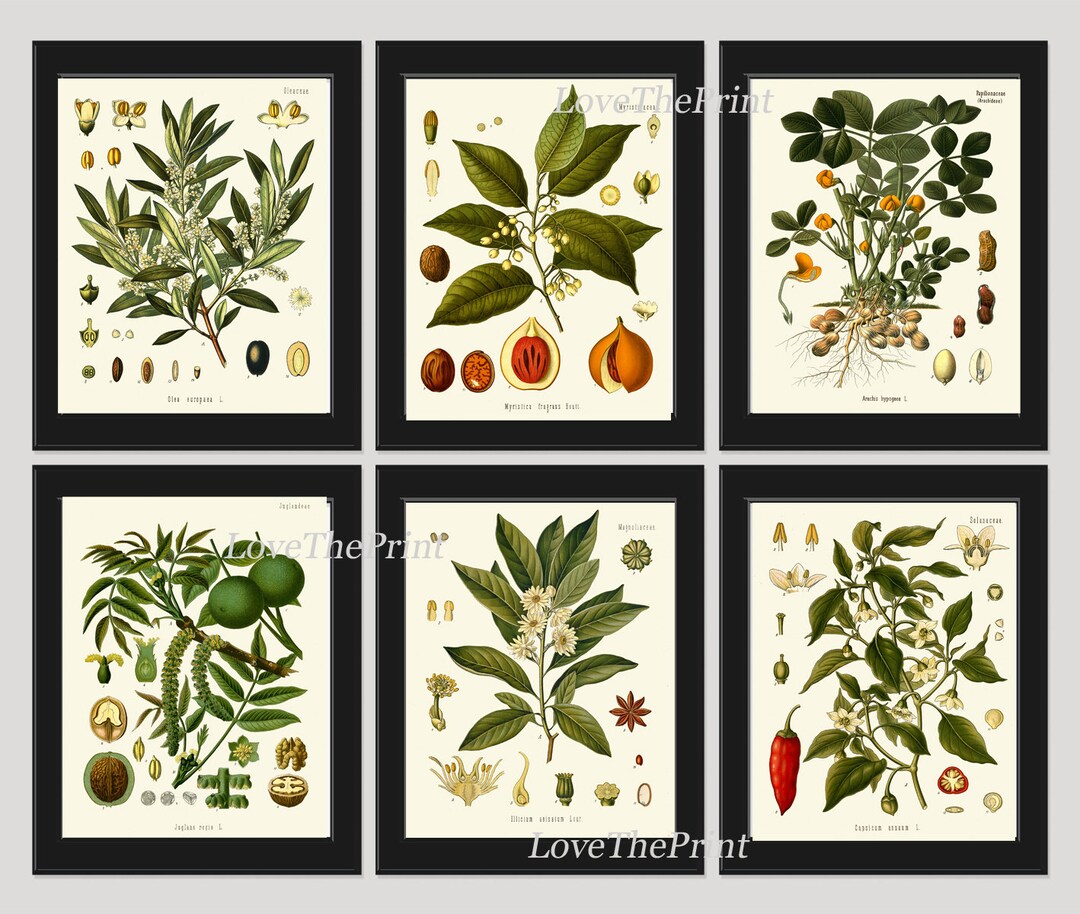 Herbs Spices Prints Wall Art Set of 6 Beautiful Botanical Kitchen ...