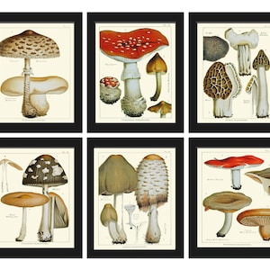 Vintage Mushroom Botanical Wall Art Set of 6 Prints Beautiful Antique Kitchen Dining Room Farmhouse Nature Picture Home Decor to Frame EDM