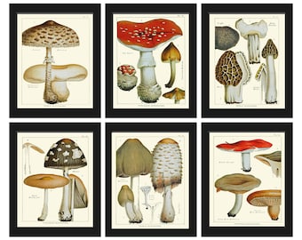 Vintage Mushroom Botanical Wall Art Set of 6 Prints Beautiful Antique Kitchen Dining Room Farmhouse Nature Picture Home Decor to Frame EDM