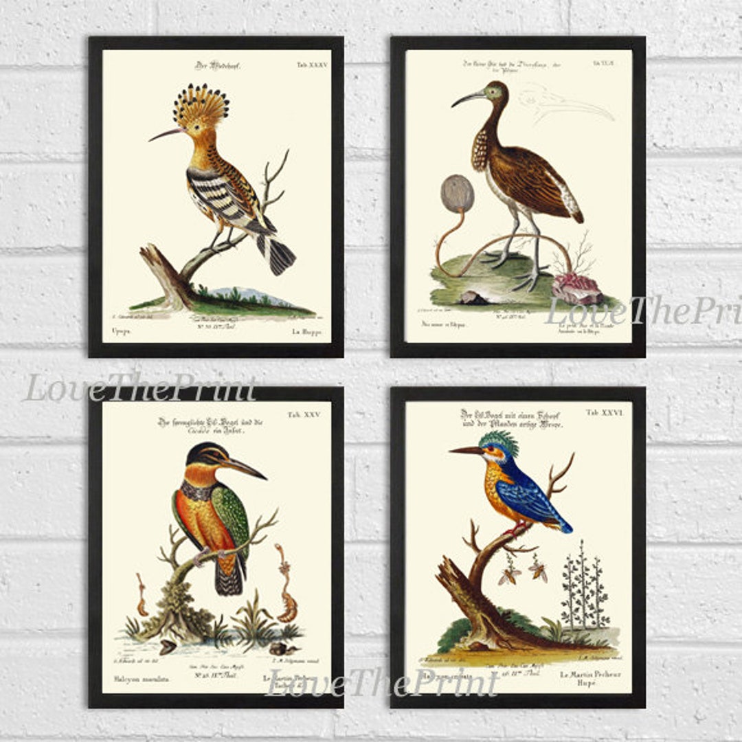 Vintage Birds Wall Art Prints Set of 4 Beautiful Bird Illustration Blue