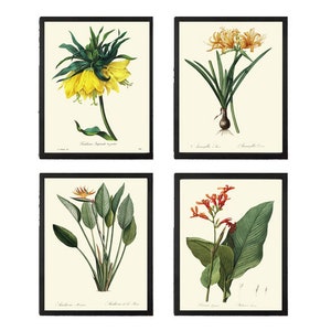 Puede incluir: Conjunto de cuatro estampados botánicos con ilustraciones vintage de flores. Los estampados presentan una fritillaria imperialis amarilla, un crinum asiaticum amarillo, una flor de ave del paraíso y una canna roja.