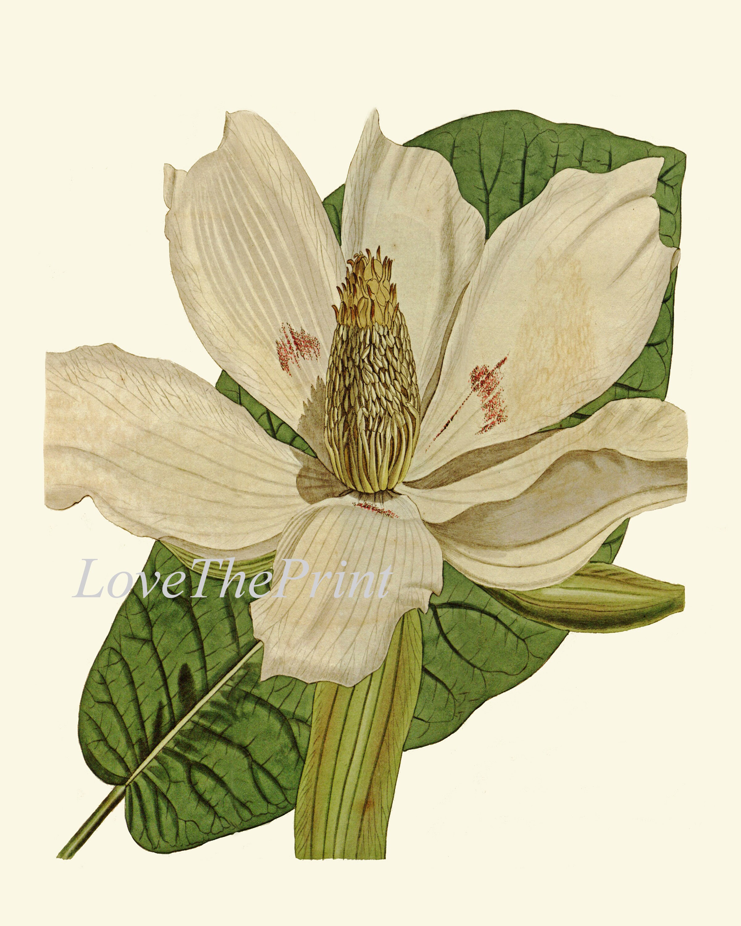Vintage Magnolia Flower Botanical Prints Wall Art Set of 2 Beautiful ...