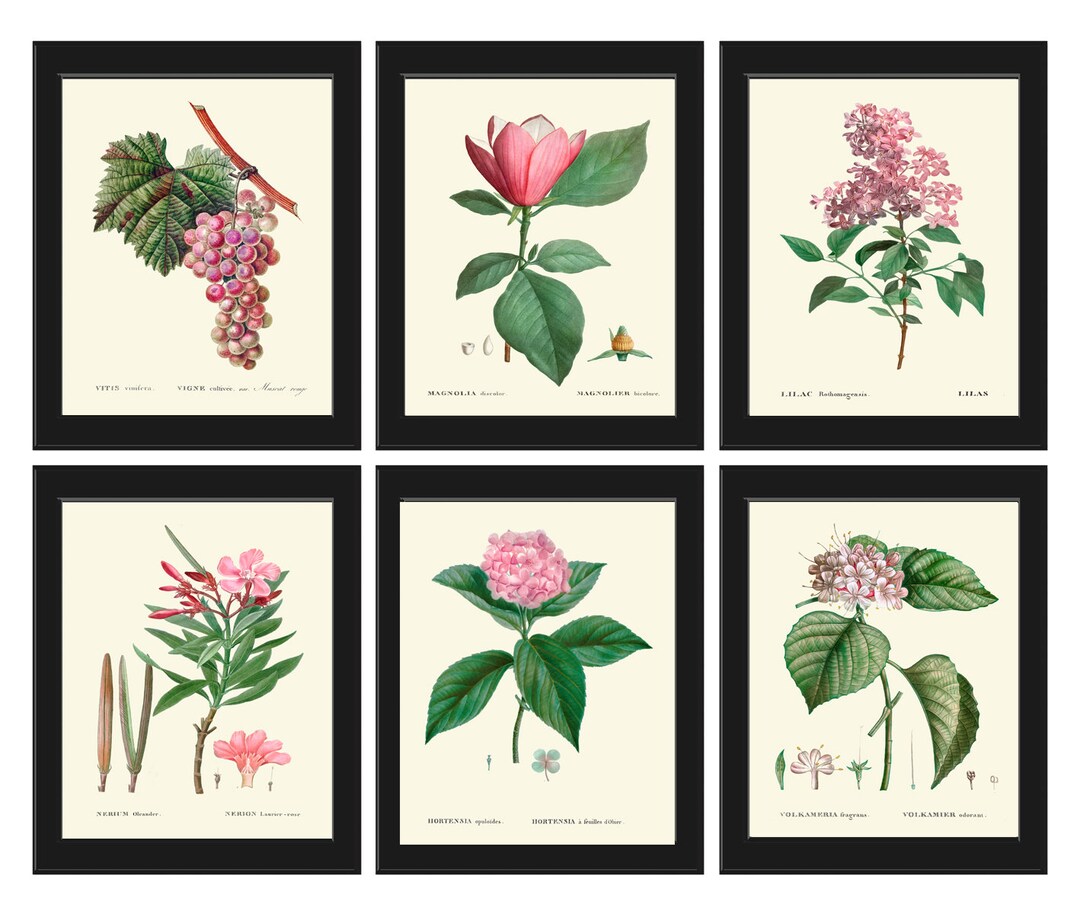 Botanical Pink Flowers Wall Art Set of 6 Prints Beautiful Antique ...