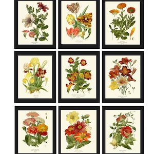 Botanical Wall Art Prints Decor Set of 9 Beautiful Vintage Antique Tulip Iris Lily Petunia Dahlia Garden Flower Home Room Decor to Frame STE