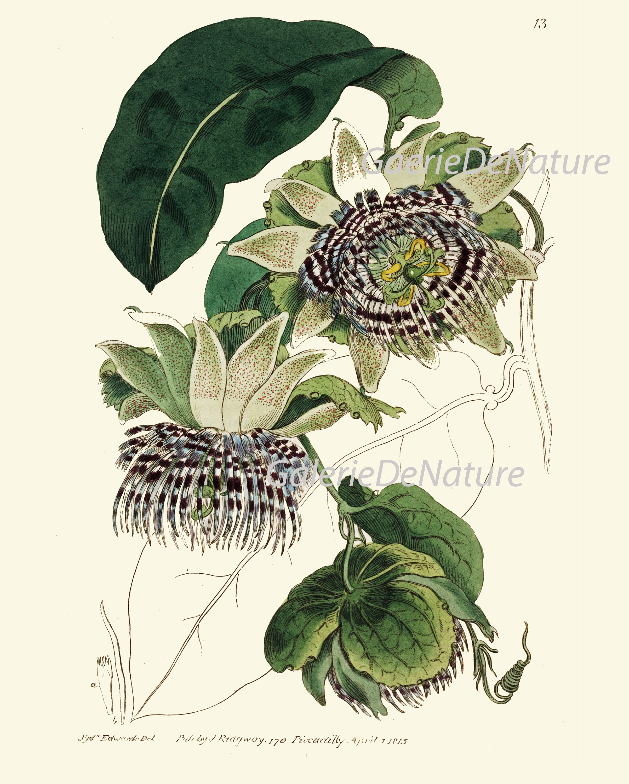 Botanical Prints Wall Art Set of 9 Beautiful Antique Vintage Phlox Rose ...