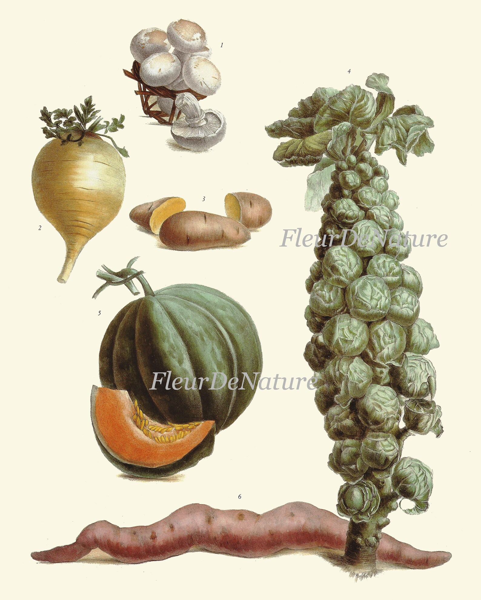 Vintage Vegetable Print Botanical Wall Art Set of 16 Beautiful Antique Tomato Carrot Cabbage
