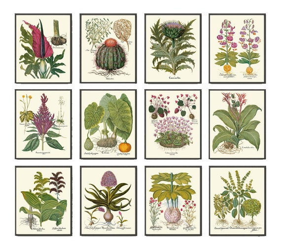 Botanical Decor Wall Art Set of 12 Prints Beautiful Vintage - Etsy