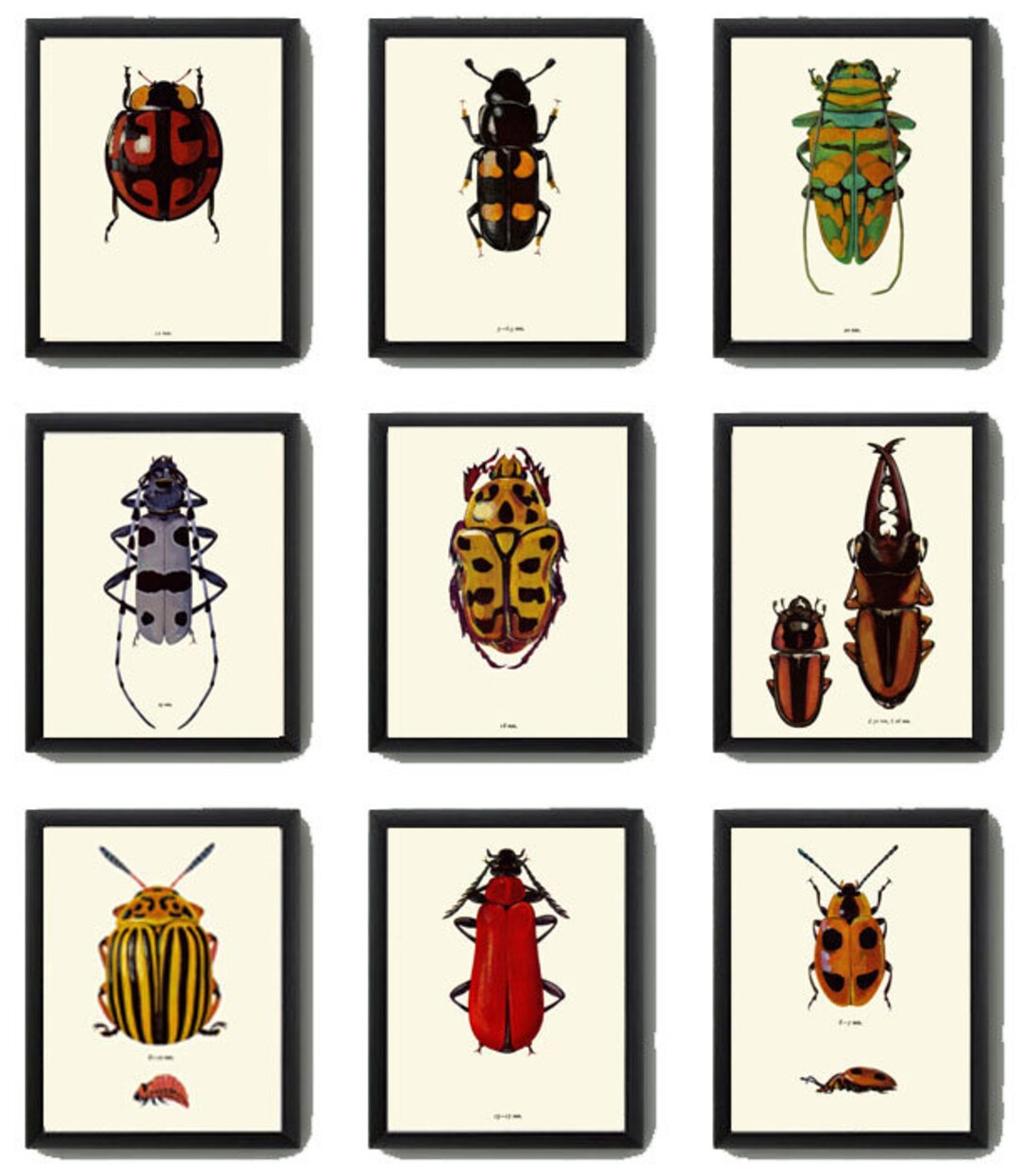 Beetle Prints Wall Art Set of 9 Beautiful Antique Vintage Ladybug ...