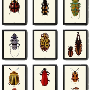 Beetle Prints Wall Art Set of 9 Beautiful Antique Vintage Ladybug Insect Bugs Red Yellow Purple Colorful Garden Home Decor to Frame BBB