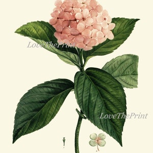 Hydrangea Hortensia Botanical Wall Art Set of 9 Prints - Etsy