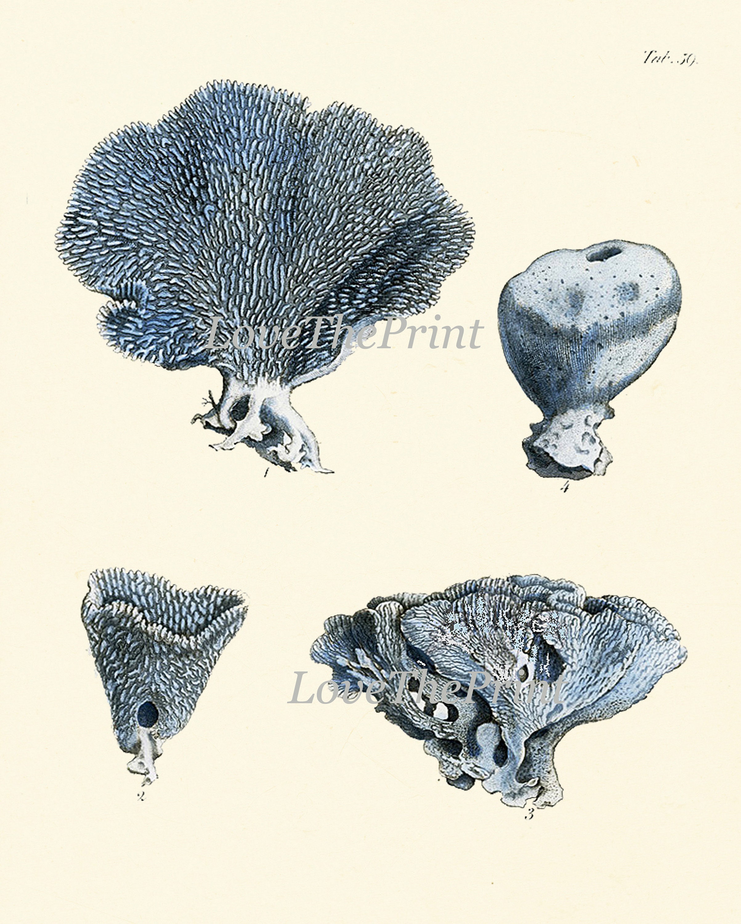 Blue Coral Prints Wall Art Set of 6 Beautiful Antique Vintage Sea Ocean ...