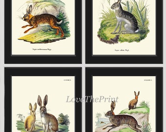 Bunny Wall Art Print Set of 4 Beautiful Antique Vintage Rabbit Farm Animal Pet Farmhouse Cute Baby Rabbits Home Room Decor to Frame BUNNY