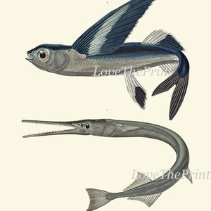 Vintage Fish Wall Art Set of 4 Prints Beautiful Antique Sea Ocean Beach ...