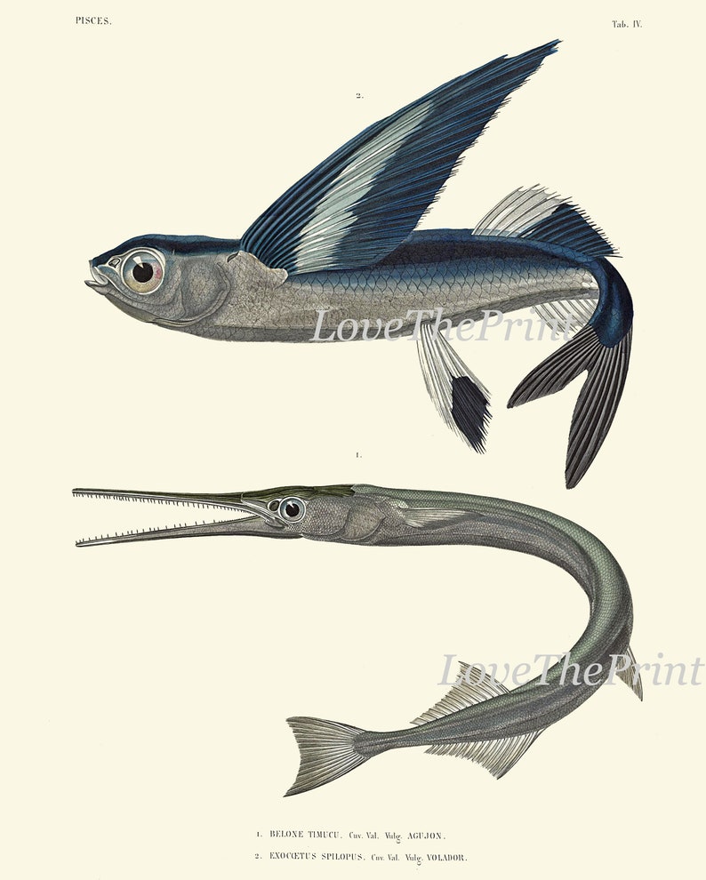 Vintage Fish Wall Art Set of 4 Prints Beautiful Antique Sea Ocean Beach ...