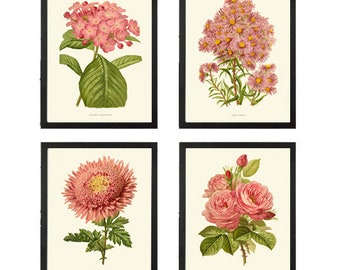 Vintage Pink Coral Botanical Prints Wall Art Set of 4 Beautiful Antique Roses Aster Hydrangea Plants Garden Nature Home Decor to Frame IH