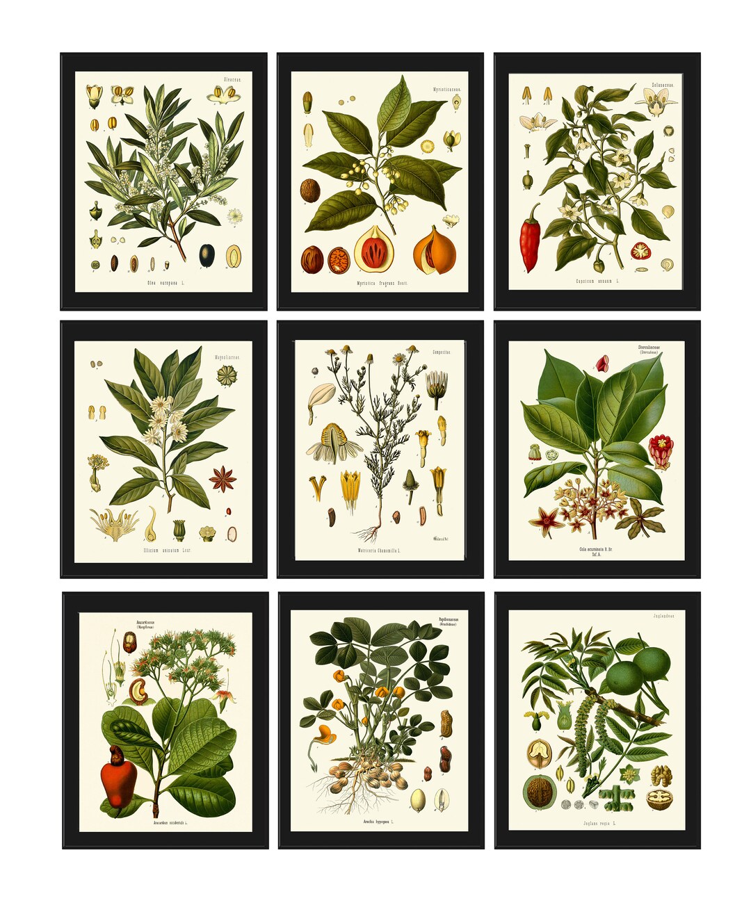 Herbs and Spices Print Set Botanical Wall Art of 9 Prints Beautiful ...