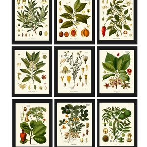 Kräuter und Gewürze Print Set Botanische Kunst von 9 Drucken Schöne Antik Vintage Küche Esszimmer Bauernhaus Home Decor zum Rahmen KOHS