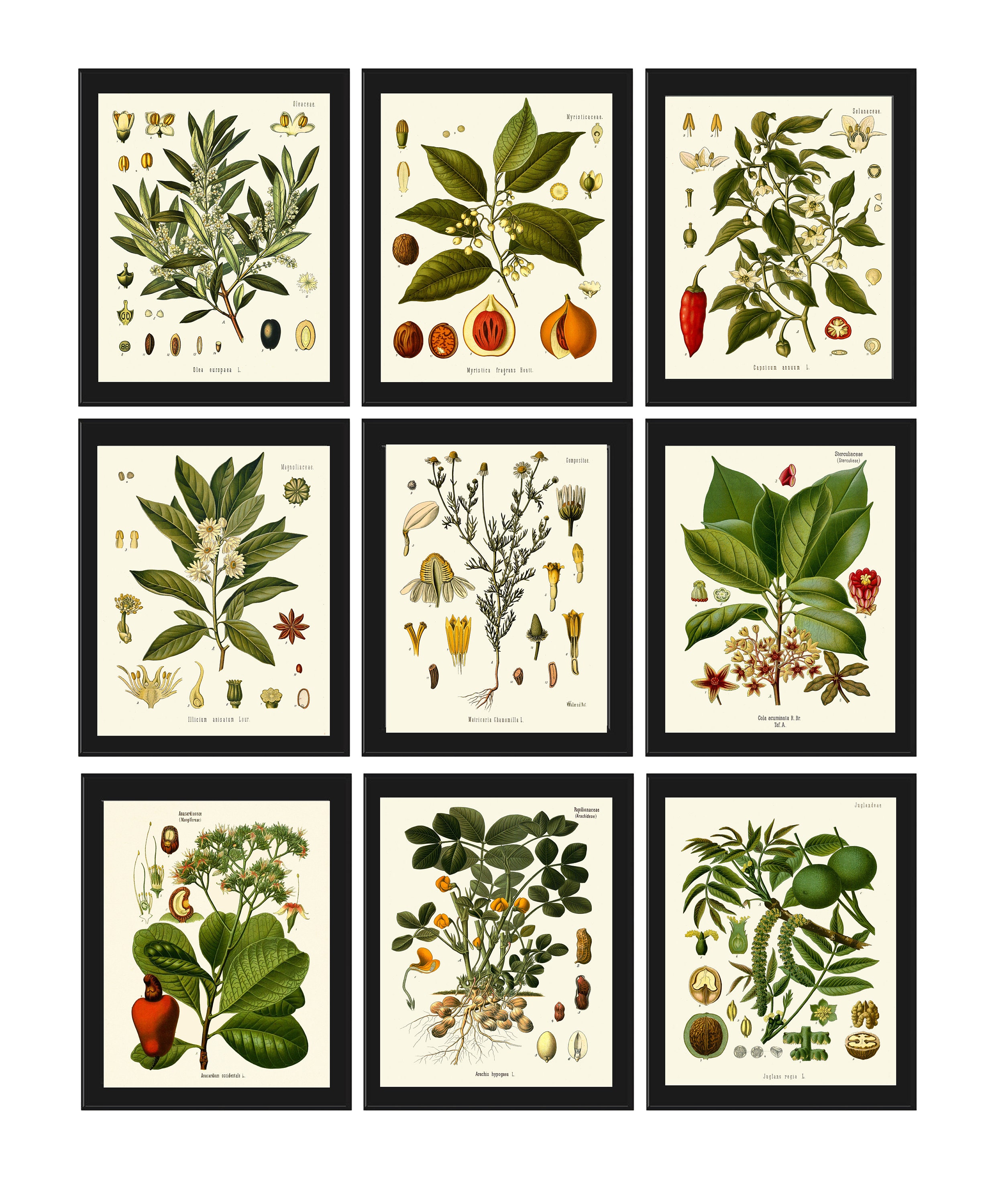 Herbs and Spices Print Set Botanical Wall Art of 9 Prints Beautiful ...