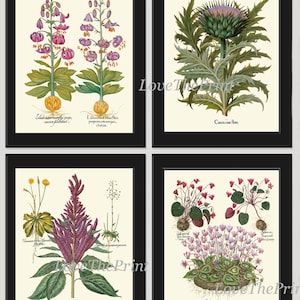 Botanical Prints Wall Art Decor Set of 4 Beautiful Antique Vintage Purple Violet Thistle Lily Flower Wildflower Home Decor to Frame BESL