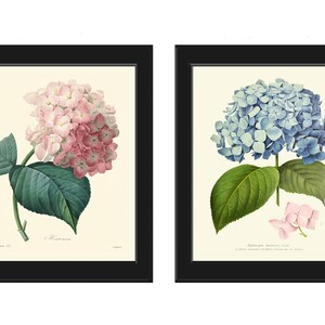 Hydrangea Gartensia Prints Wall Art Set of 2 Pink Blue Flowers Vintage ...